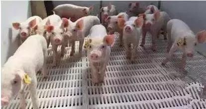 养猪致富手册,养猪技术指南