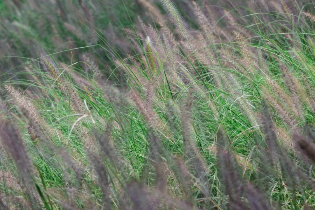 深圳好玩景点地铁路线,深圳好玩免费景点地铁直达的