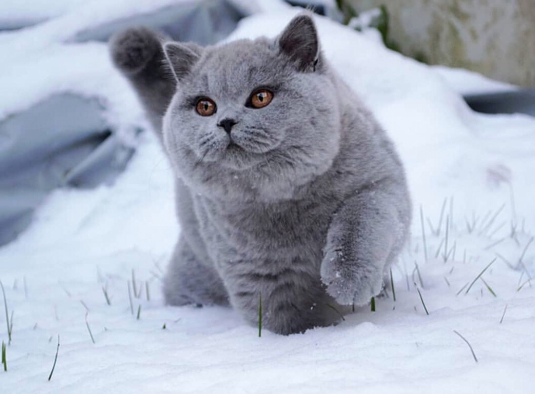 猫咪打喷嚏是怎么回事怎么治,猫咪打喷嚏有可能是什么病