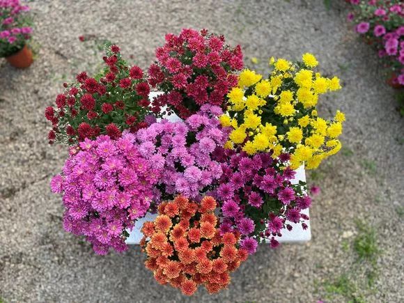 人称“千头菊”，一开几百朵，连爆2个月，太壮观了