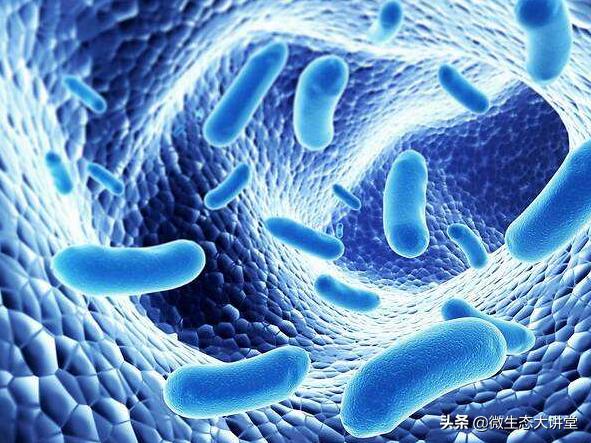 益生菌发酵饲料的三大营养作用