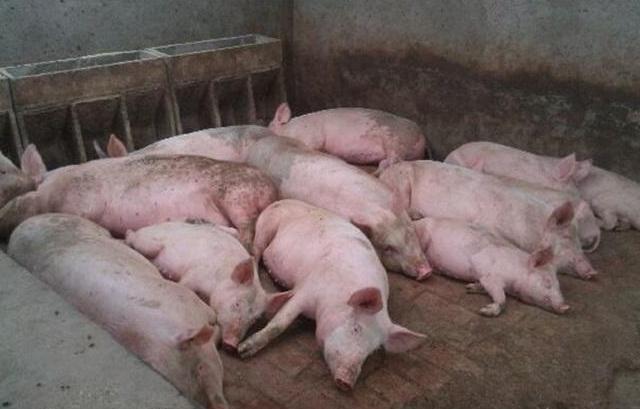 猪腿瘸用什么药效果好,猪腿瘸了怎么吃药治疗