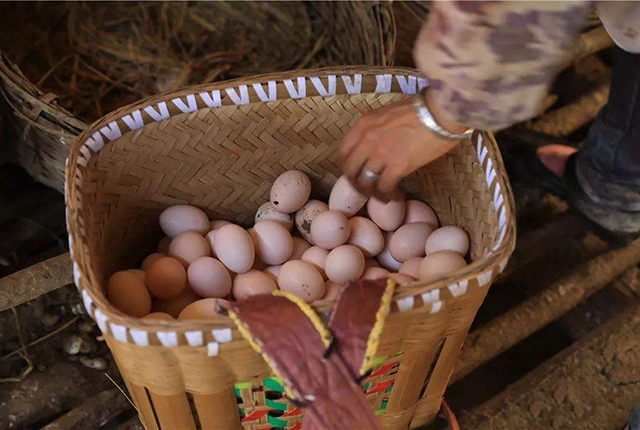 怎样不使母鸡抱窝,怎么让母鸡秋天抱窝最有效