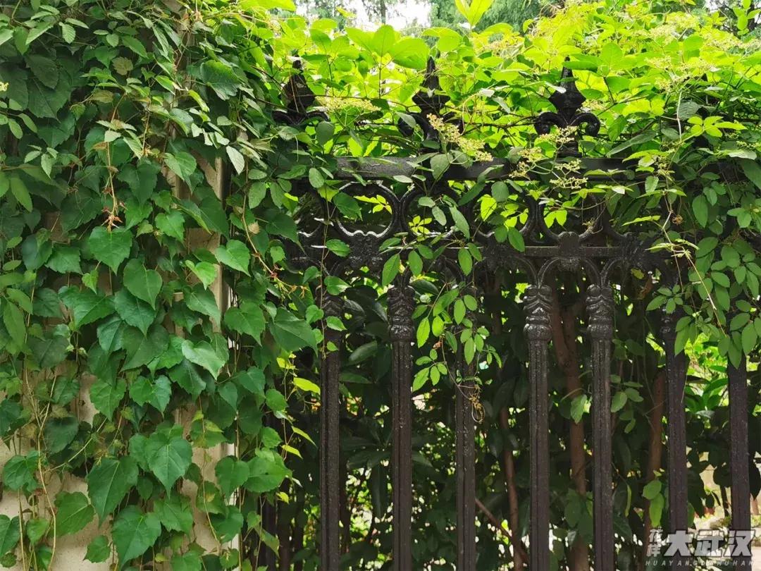 武汉科技大学的机械学院,武汉科技大学医学院和临床学院