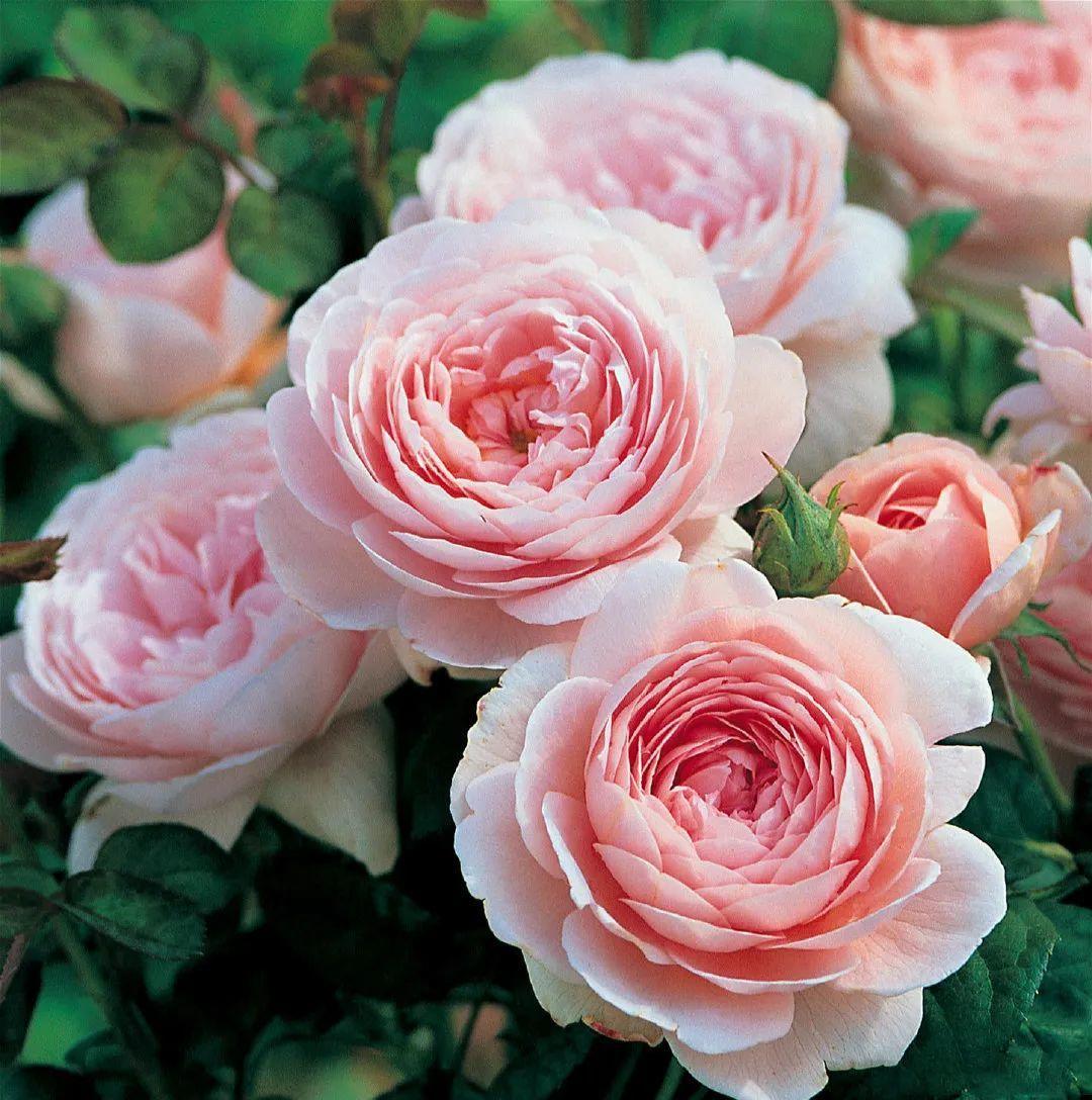 月季图鉴哪本书好,淘宝上最好养的月季品种