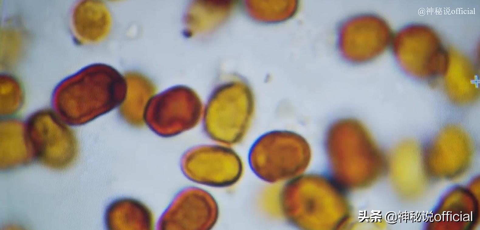 印度血雨是真实事件吗,印度天降血雨的原因