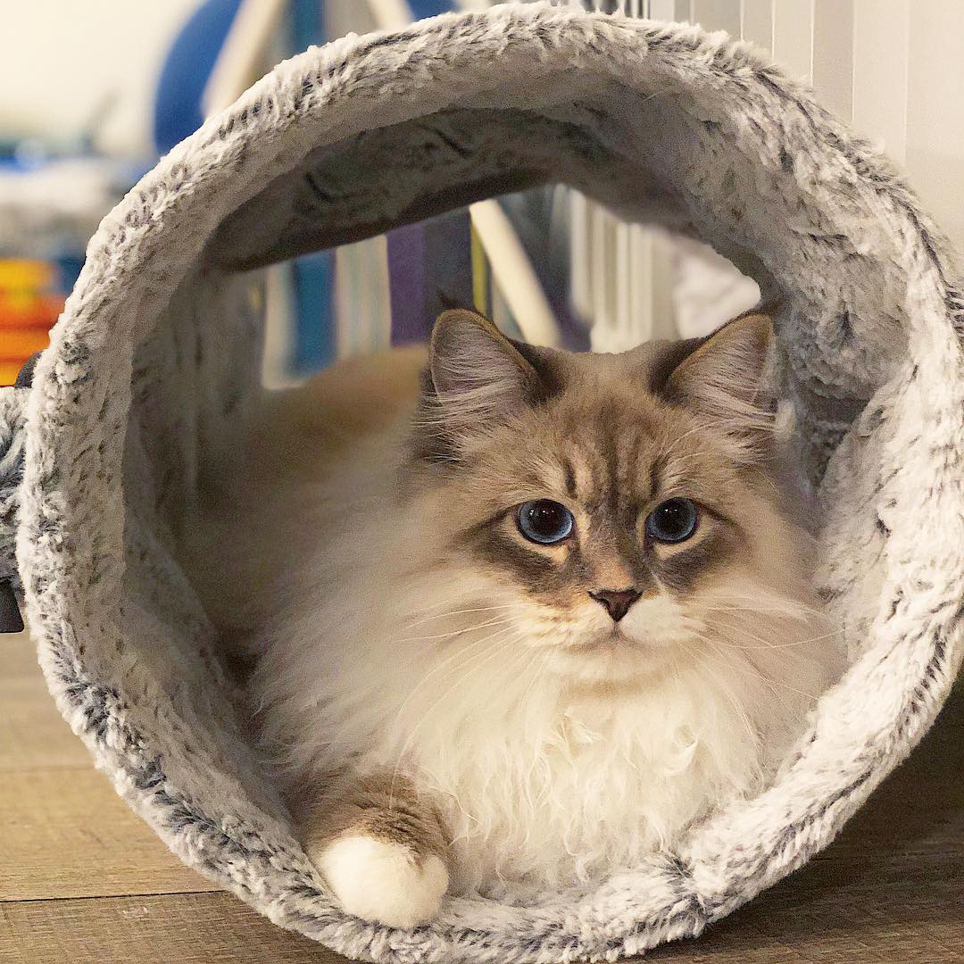 辟谣猫咪并非黑夜都能看得清,辟谣猫咪背锅谣言