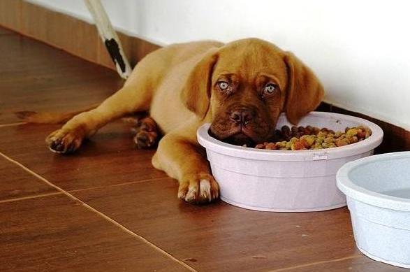 狗狗换新主人多久能适应,狗狗换了主人后会有什么表现