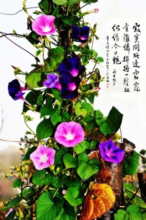 美丽的牵牛花视频,美丽的牵牛花图片