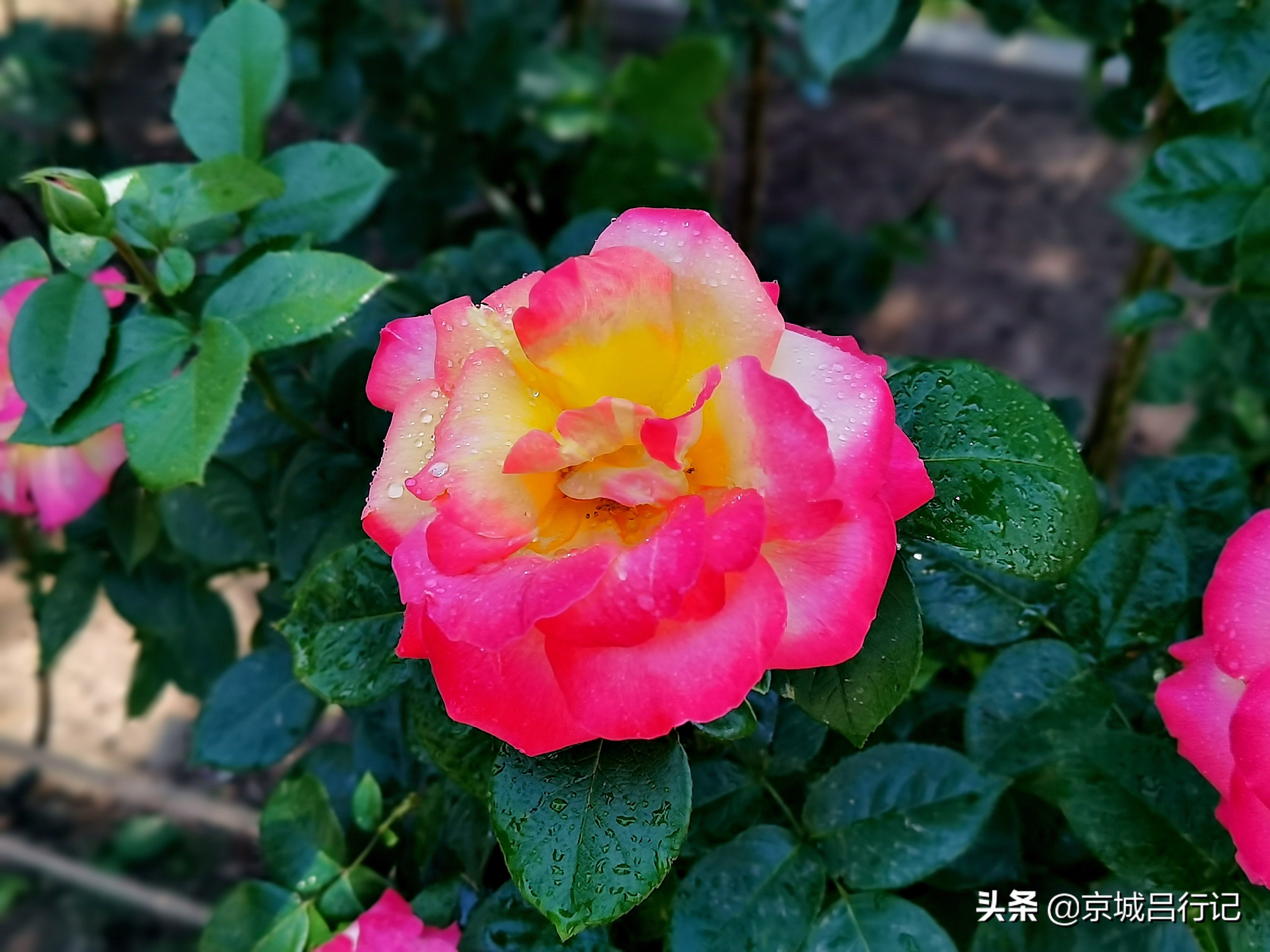 公园拍摄的月季花图片,在公园拍的牡丹花