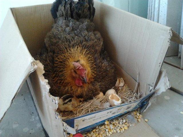 怎样解决母鸡抱窝,老母鸡抱窝如何制止