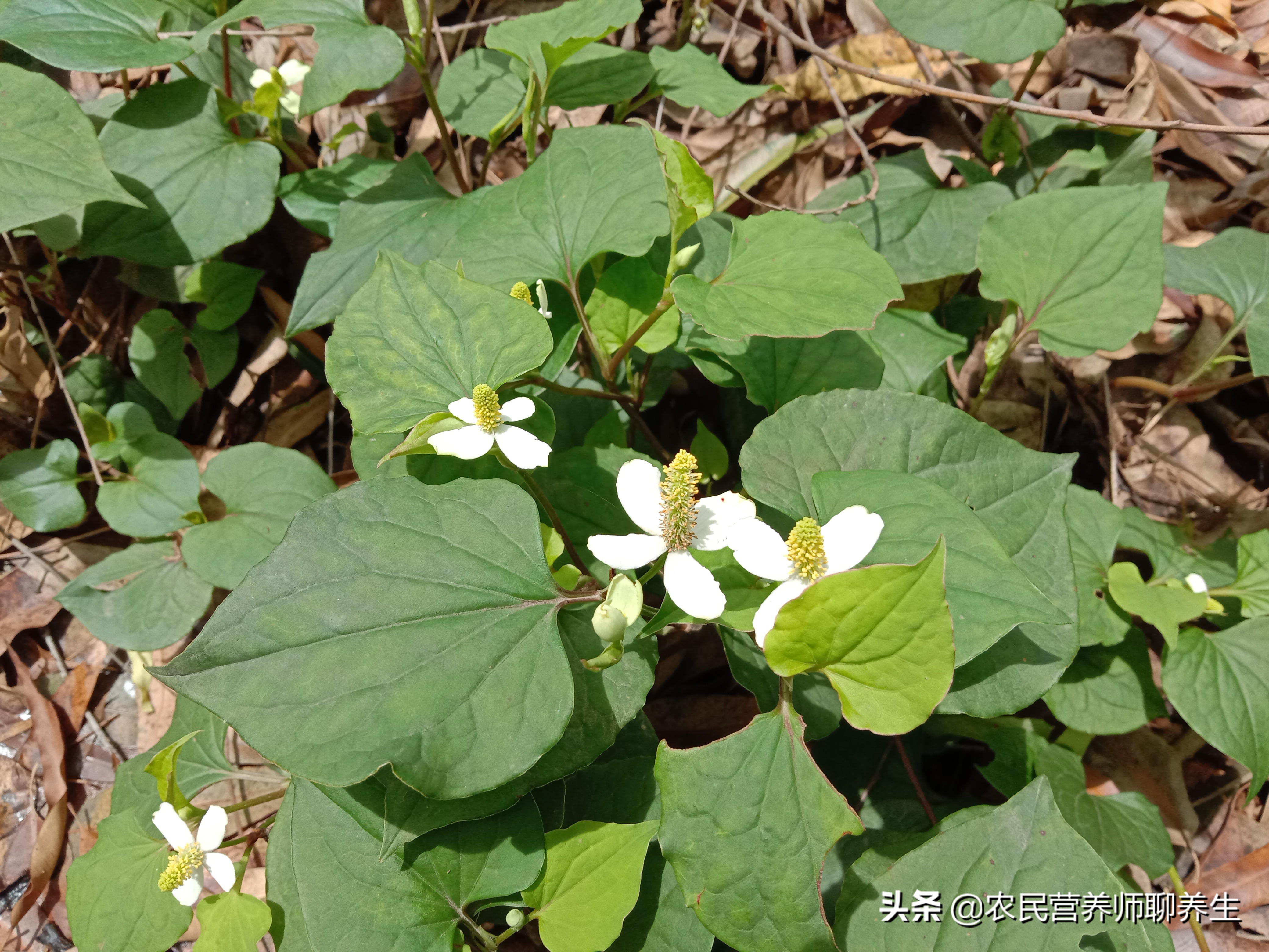 鱼腥草煮水洗澡能治湿疹吗,鱼腥草泡水洗澡可以给婴儿洗吗