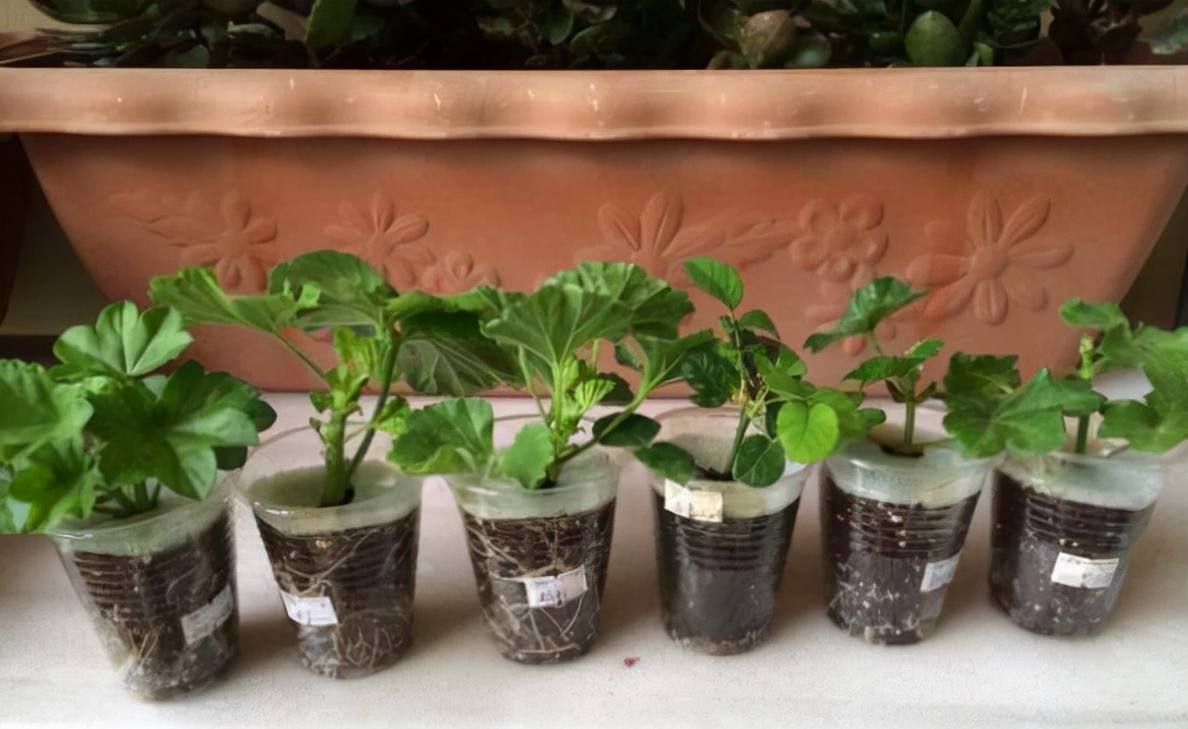 天竺葵怎么养才一年四季开爆花,天竺葵怎么养能开花不断