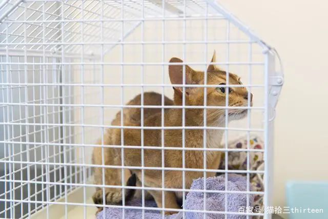 猫咪脾气暴躁爱母鸡蹲,猫咪脾气暴躁爱抓人