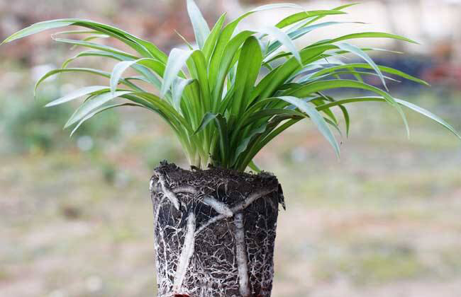 吊兰抽穗长出许多小吊兰怎么处理,吊兰不开花怎么办呢