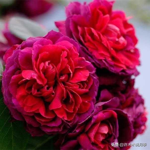 买到假月季苗怎么办,怎样网购月季不受骗