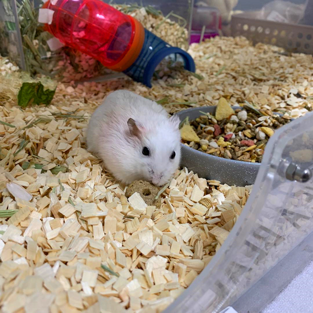 怎么让母仓鼠和公仓鼠和谐相处,母仓鼠没有公仓鼠可以繁衍吗