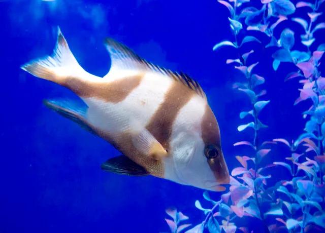 带你们看一下神奇的海底世界,高清60帧海底世界