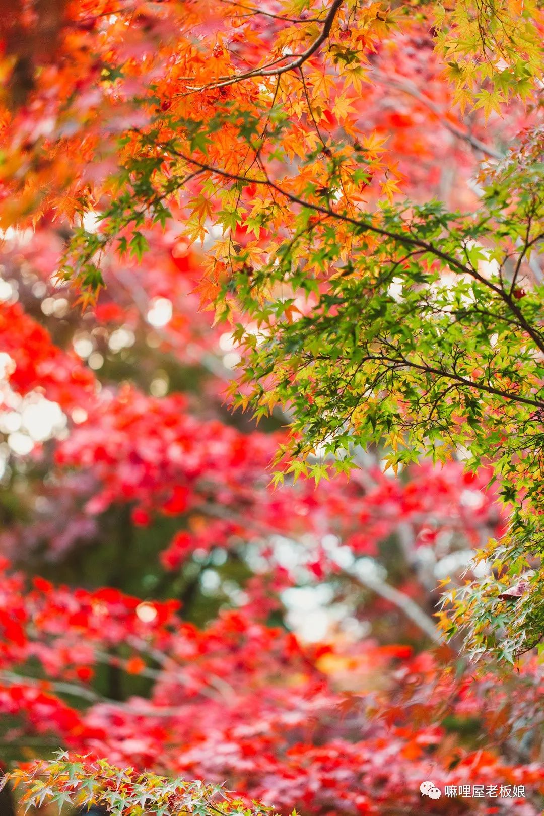 京都和大阪地理位置,京都奈良大阪位置