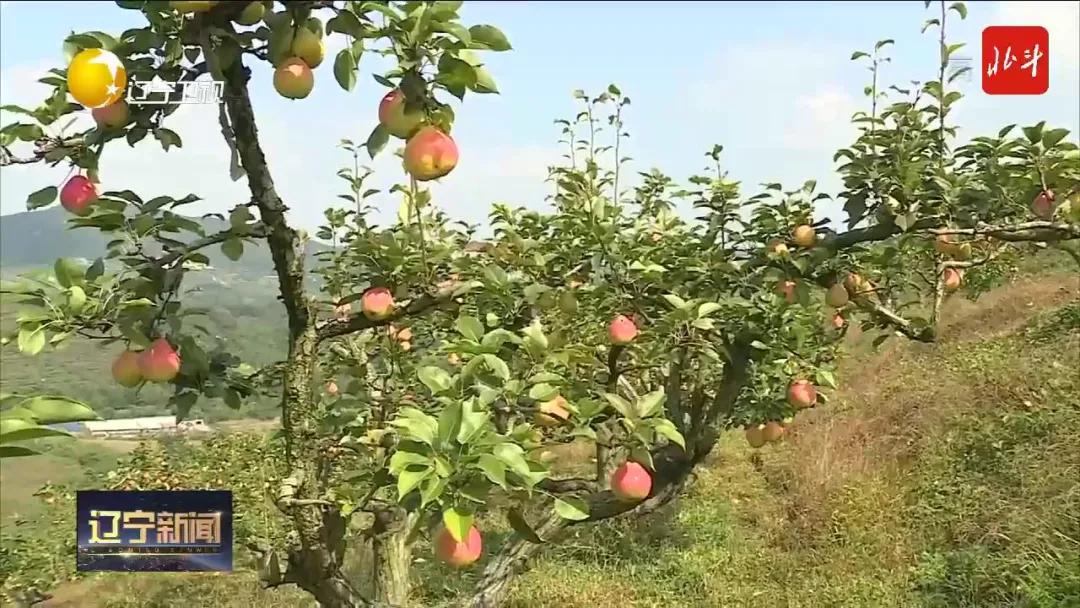 祖国颂|走进大梨树看小康