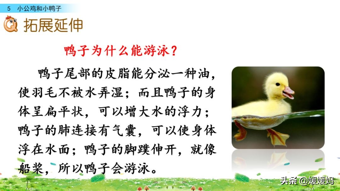 一年级小公鸡和小鸭子仿写句子,一年级小公鸡和小鸭子的看图写话