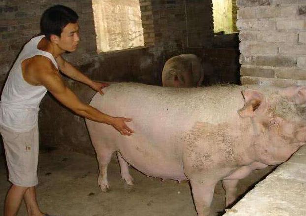 母猪配几次都不受孕怎么办,母猪受孕不成功是什么表现