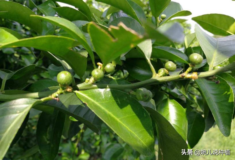 用了钙镁硼锌铁还要用复合肥吗,用钙肥有什么好处