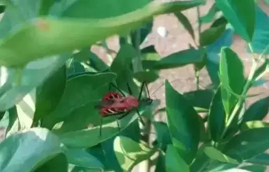 柑橘常见害虫高清图谱,柑橘常见害虫图片大全