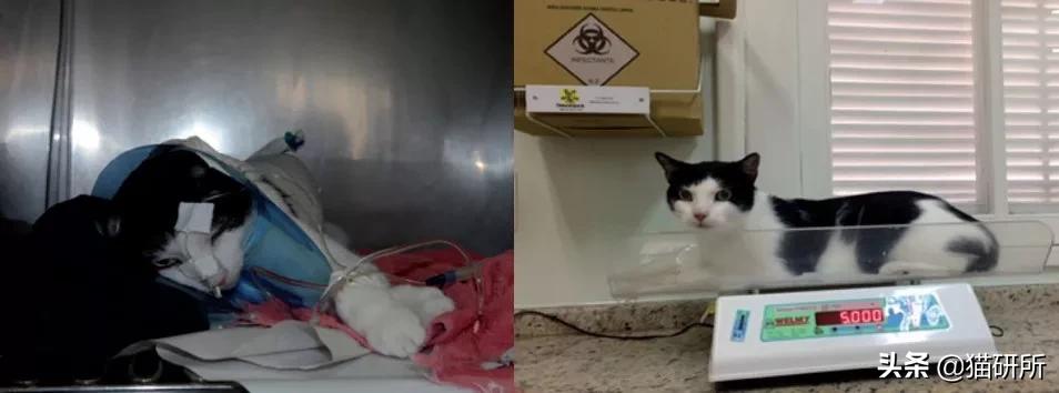 猫脓胸和乳糜胸鉴别诊断,猫得乳糜胸会好吗