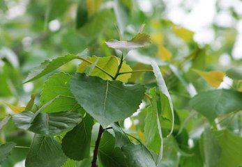 杨树叶子有锈斑点什么病,当树叶子枯萎了怎么处理