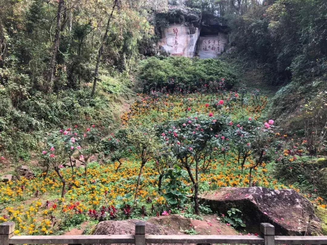 花山谜窟星期三免门票怎么预约,抓紧时间来赏秋