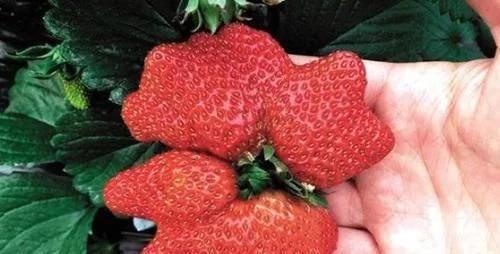 如何区分草莓畸形果实,草莓畸形果能长大吗
