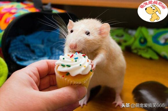 仓鼠哪些原因会导致死亡,养仓鼠时要注意什么问题