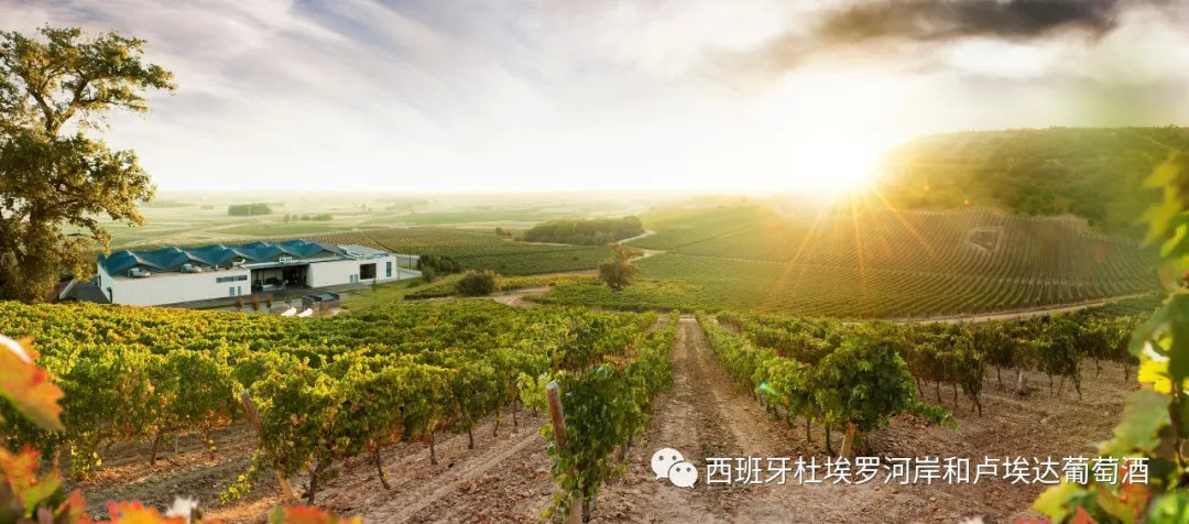 最贵、最知名、最超值、最具潜力！充满「最」的超级话题性产区