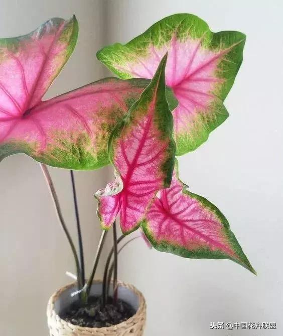 打翻了调色盘的花,打翻了调色盘的美景