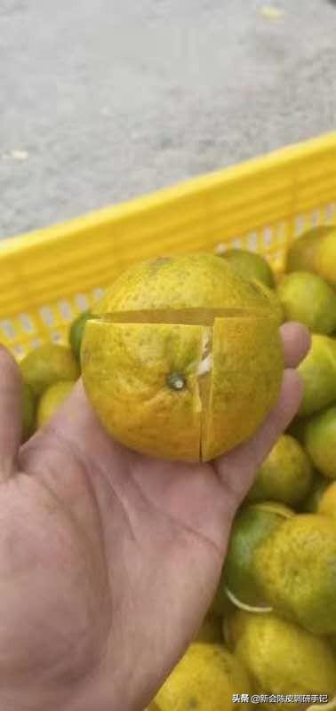 新会陈皮真实存在的核心产区,被人消灭的陈皮产业