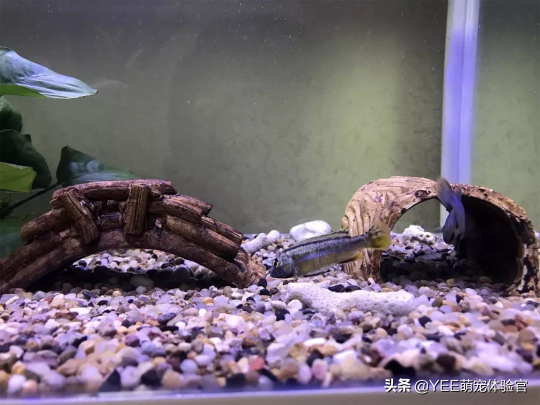 非洲凤凰：马湖小杂鲷，贪吃好斗价格低，一心只想做缸霸