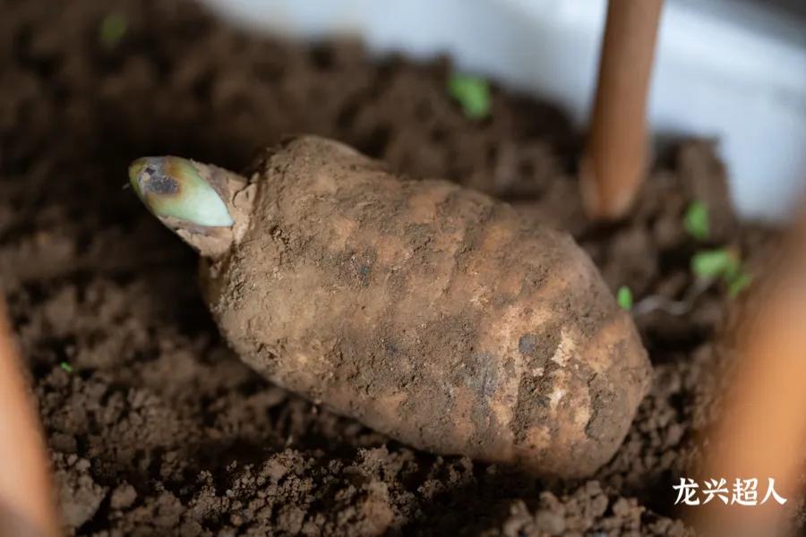 贵州的道地药材天麻,天麻属于哪里的道地药材