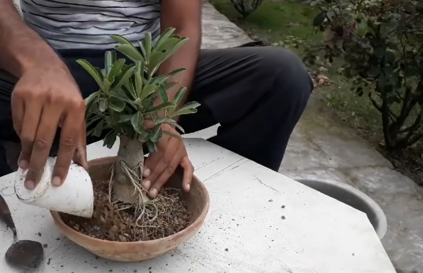 把普通的沙漠玫瑰养成盆景,怎样把沙漠玫瑰的桩养得更漂亮