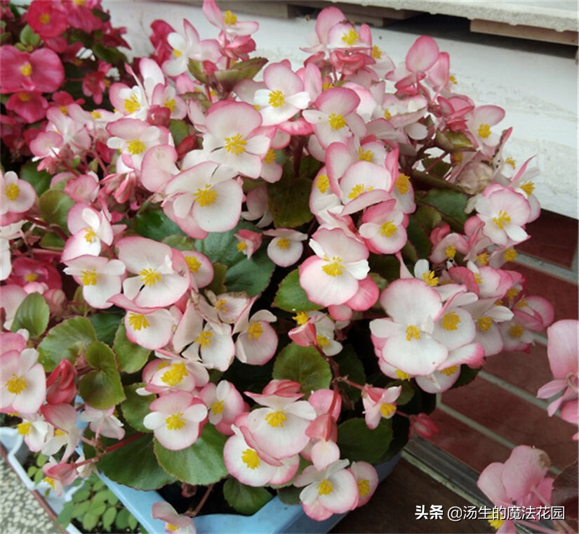 四季海棠暖气房养为啥不开花,四季海棠每年什么时候发芽开花