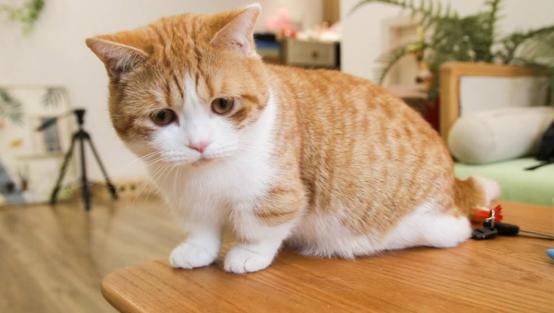 后院猫舍领养猫,养猫后院