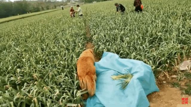 大金毛帮村*运民**蒜苔，结果全叼进了自家地里……