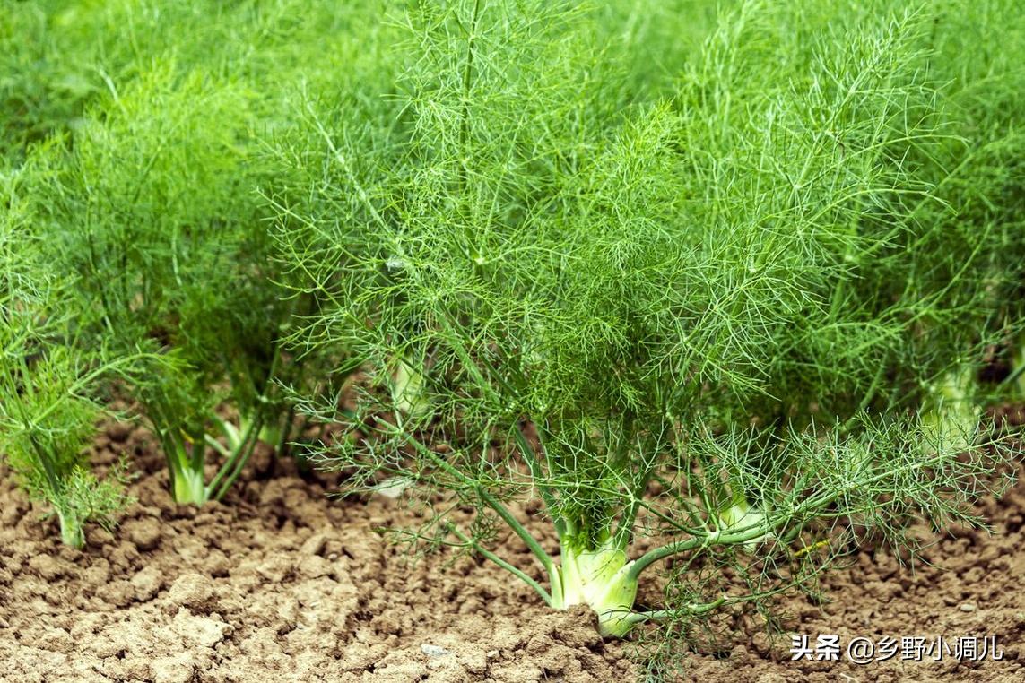 40岁的农民，靠种茴香或换纱窗，投资1万元日赚300元，咋做到的