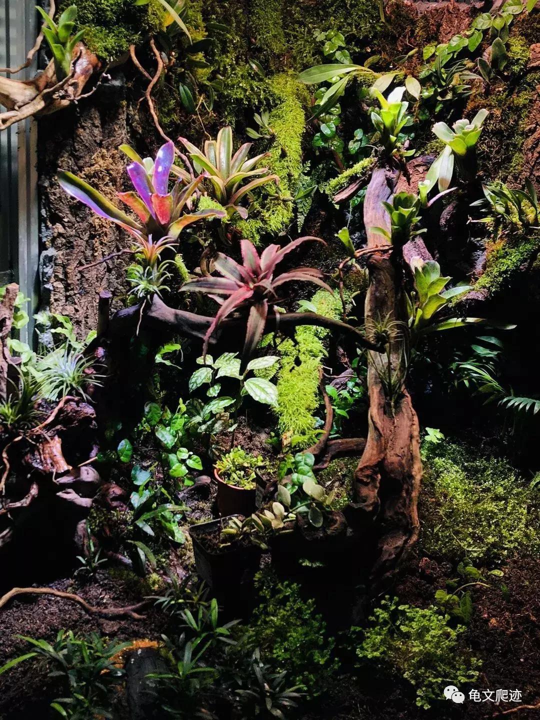 半水龟环境布置,最好玩的半水龟