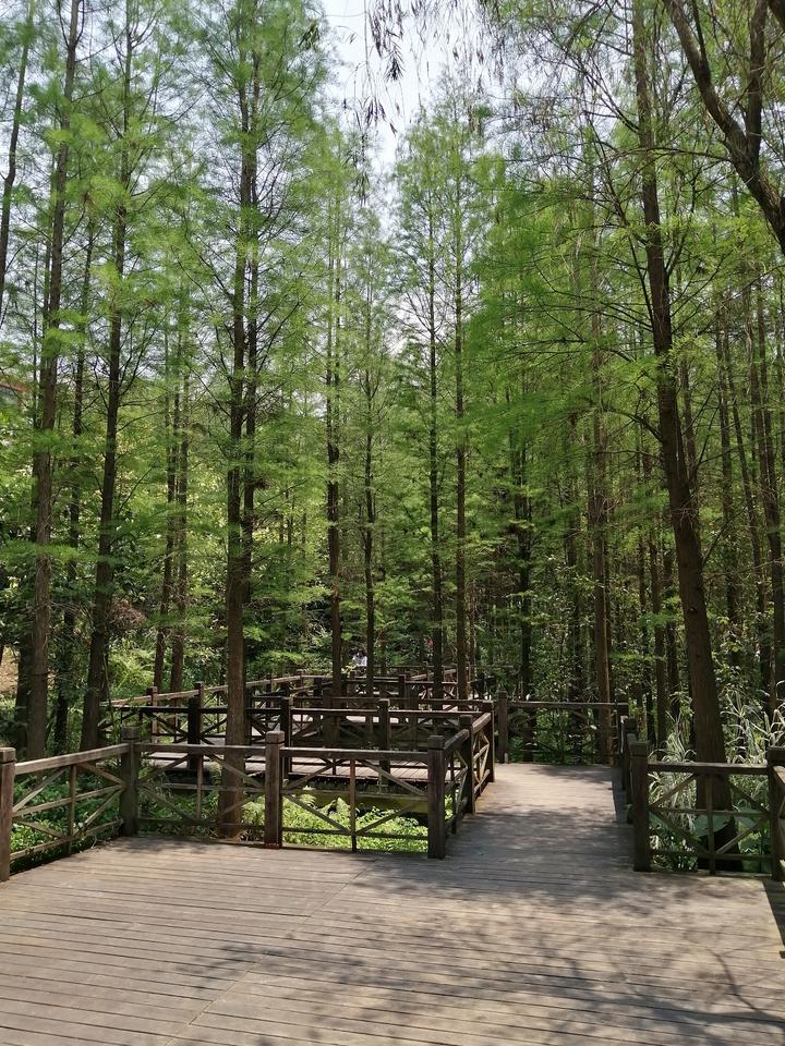 南宁有个“天然氧吧”，藏在狮山公园里，拥有一片绝美的水杉林