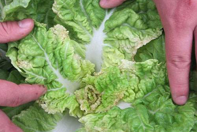 大白菜干烧心喷什么药最好,大白菜干烧心最有效的防治方法