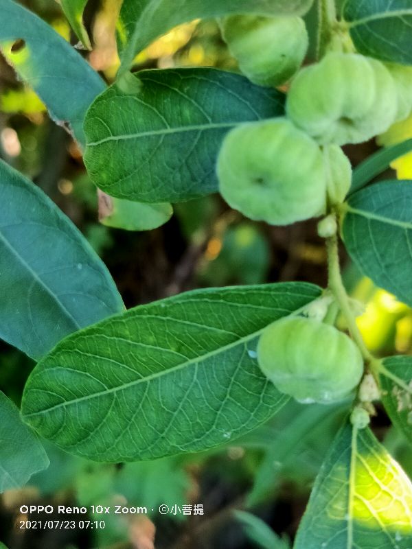 算盘子植物介绍,算盘子属于什么类型植物