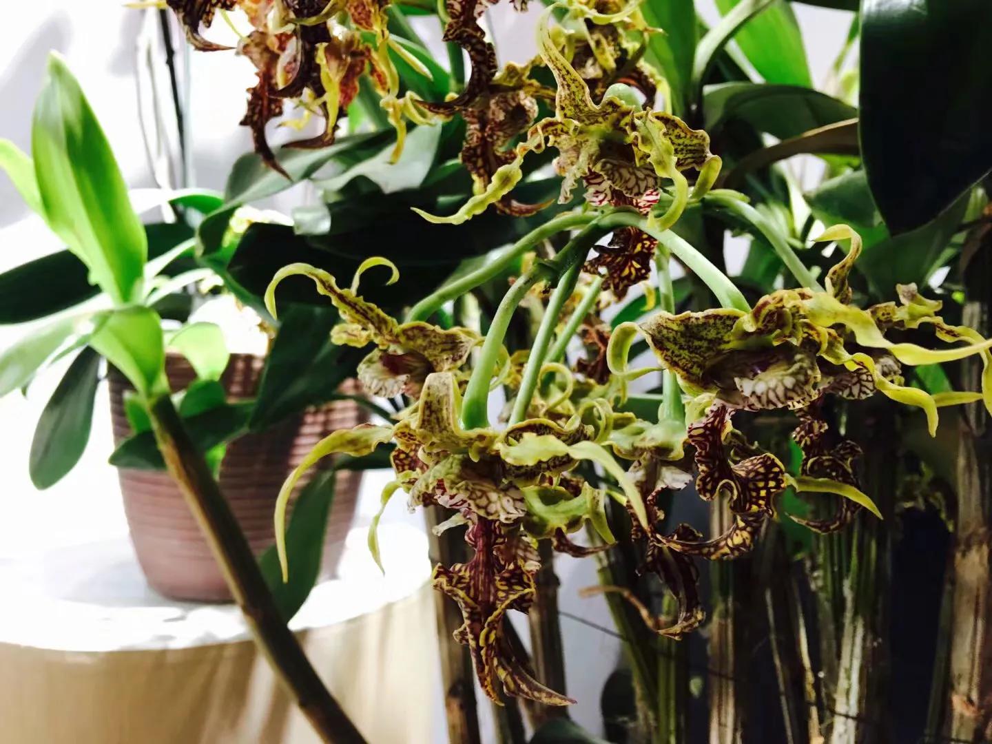 兰花最美的季节是冬季,北方冬季赏兰花