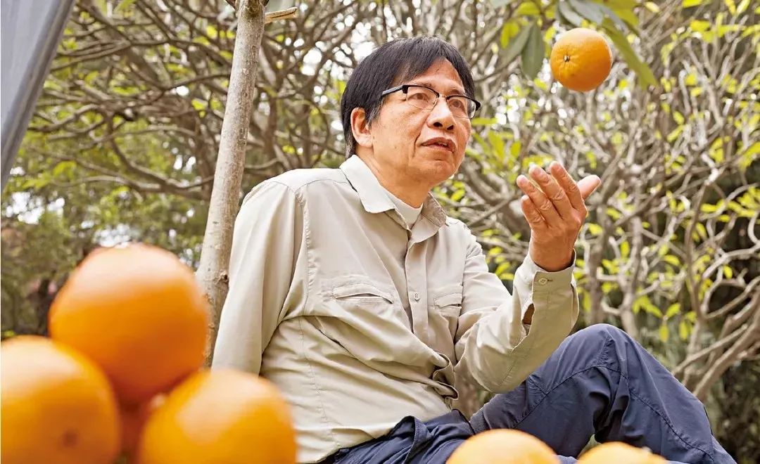 守着20000亩橙子园，他说：一年好景君需记，最是橙黄橘绿时