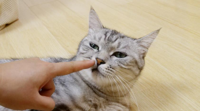 遇到猫咪怎么办,被猫咪咬了怎么判断有没有狂犬病